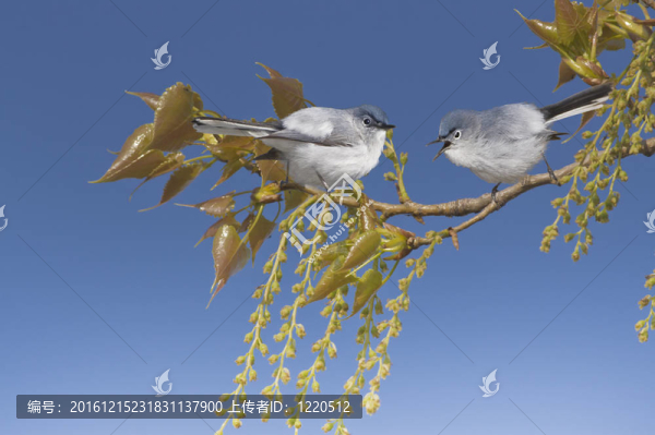 藍灰色鳴禽棲息在樹枝在春天。拉丁名-,Polioptila,caerulea。