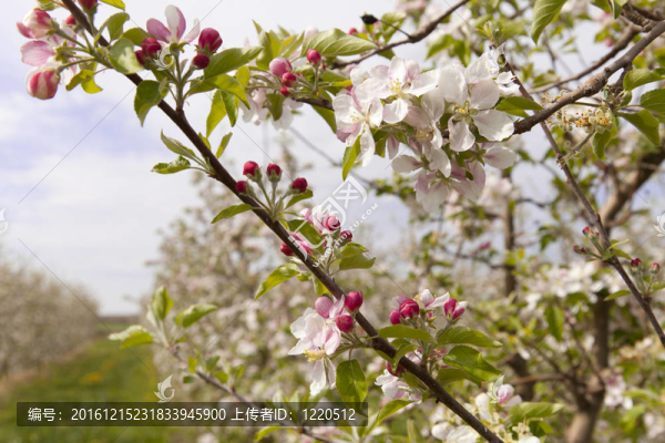 梨花