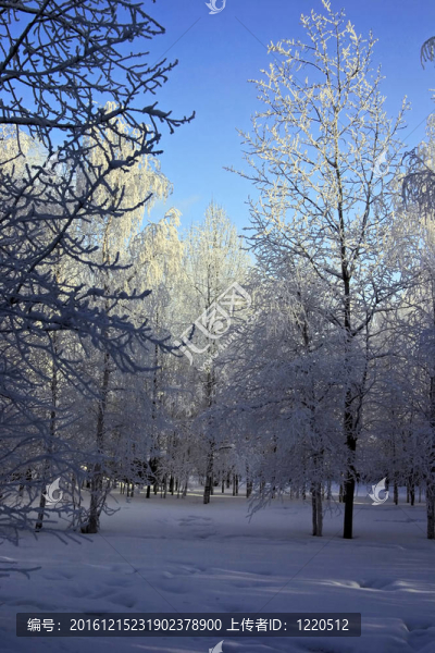 藍天下寧靜的公園里的雪樹