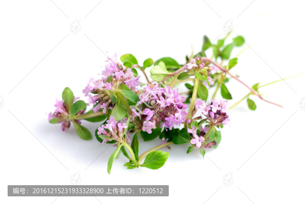 百里香分離