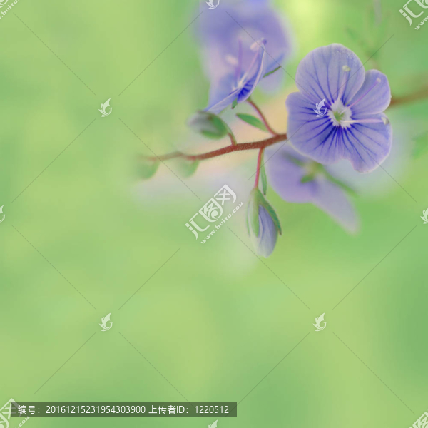 草地上的藍色花朵