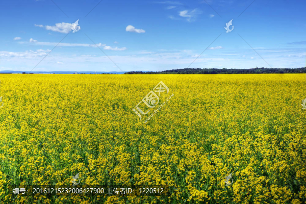 油菜或油菜栽培田
