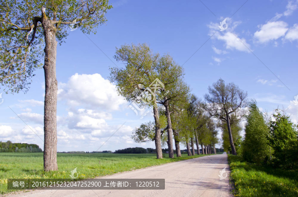 樹與路的夏日風景