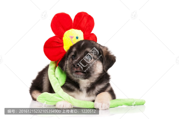 可愛的小狗