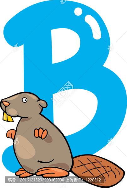 B海貍