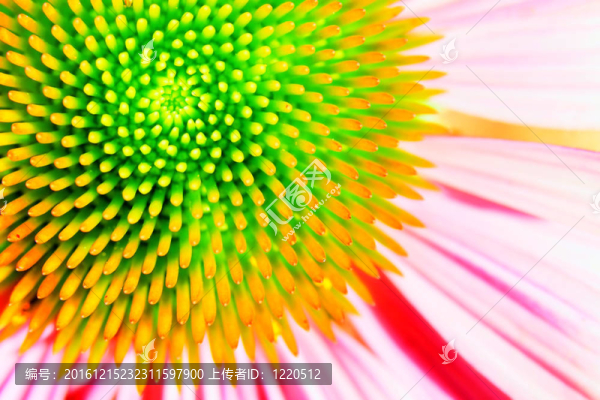 氖紫錐花、紫松果菊