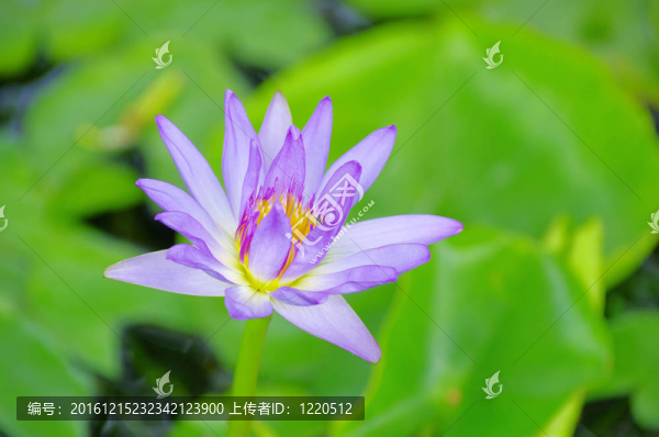 蓮花