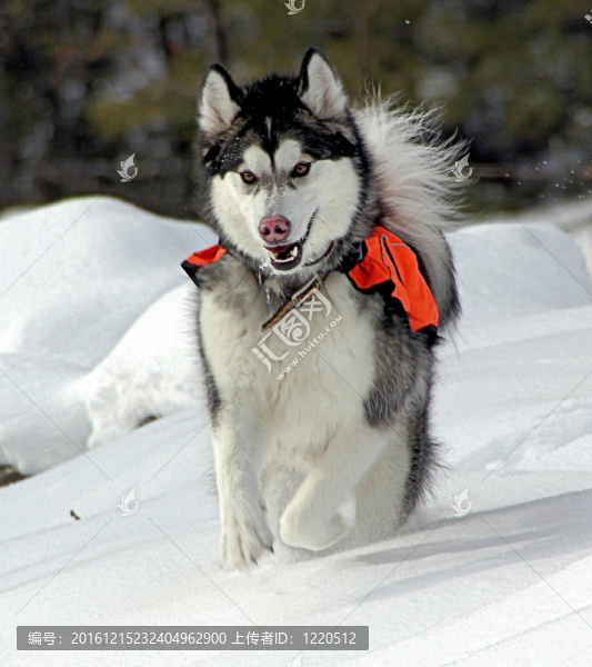 冬天的雪橇犬