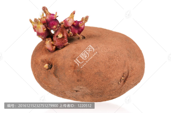 土豆芽