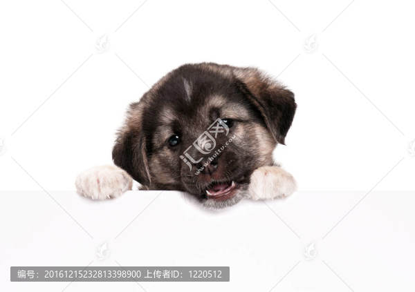 小狗紙