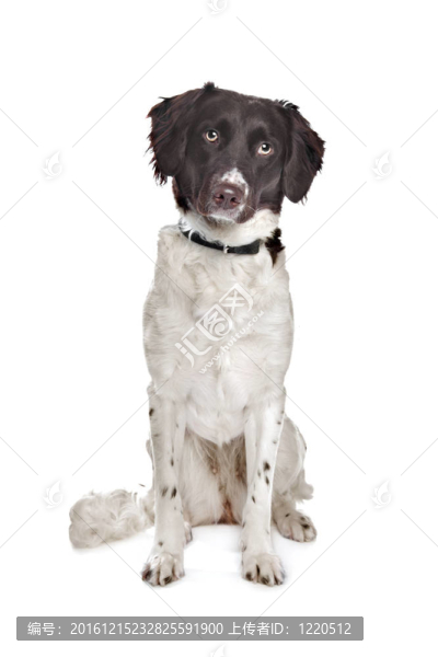 混種犬。荷蘭鷓鴣犬；弗里斯蘭指示犬