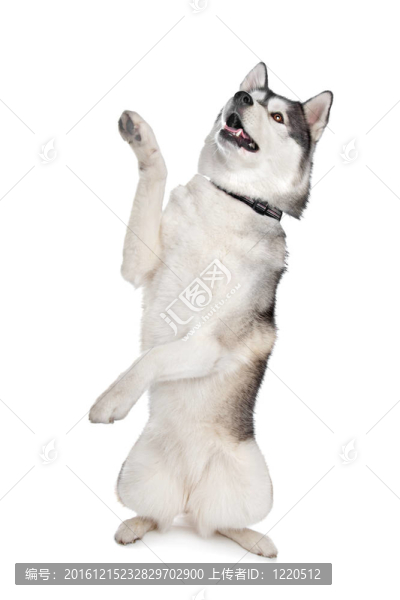 西伯利亞哈士奇-匯圖網(wǎng) www.fosd68.com 西伯利亞哈士奇