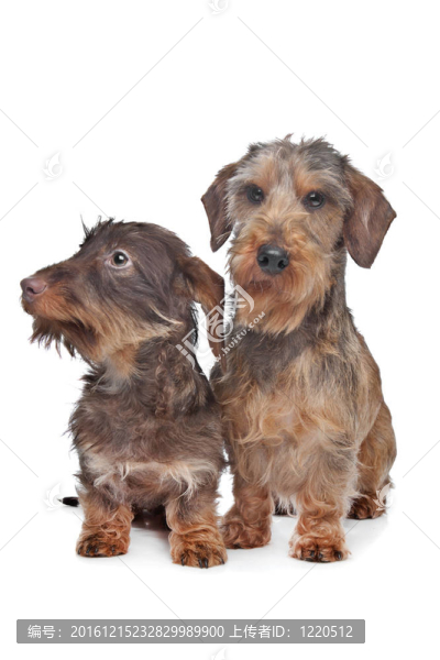 兩個(gè)微型短毛臘腸犬
