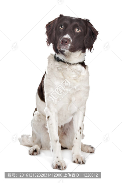 混種犬。荷蘭鷓鴣犬；弗里斯蘭指示犬