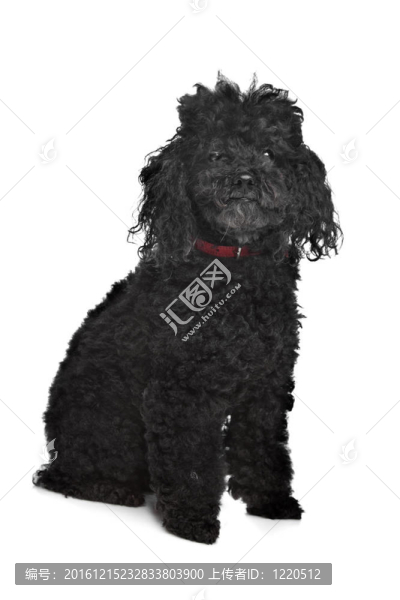 黑色的卷毛狗
