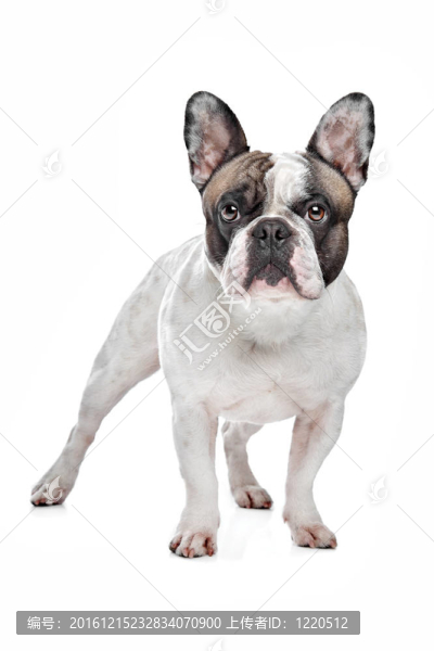 法國斗牛犬