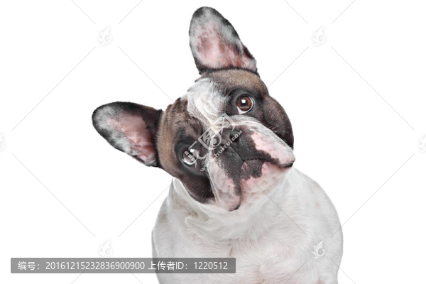 法國(guó)斗牛犬