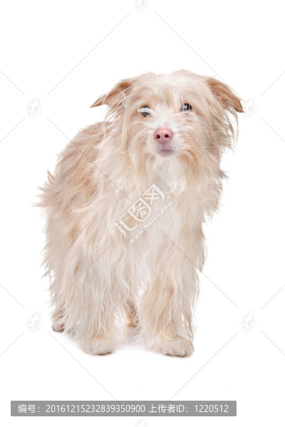 混合品種的波登可犬狗
