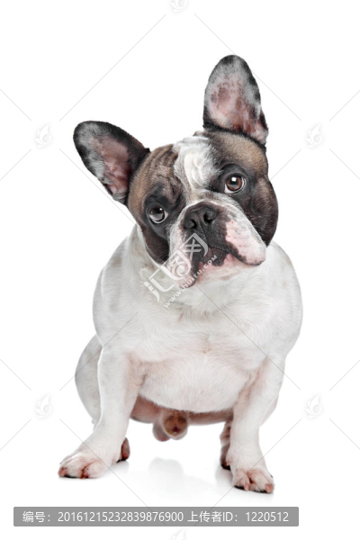 法國斗牛犬