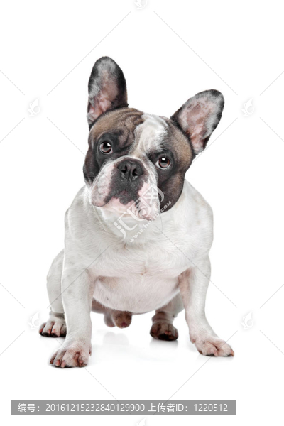 法國斗牛犬