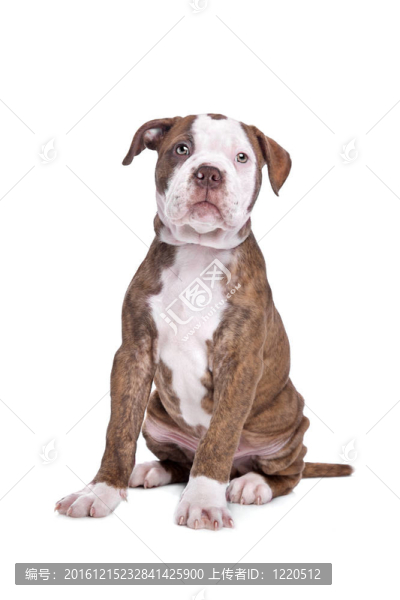 在白色背景的前面美國(guó)斗牛犬