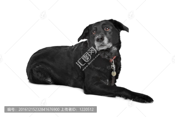混合品種的狗