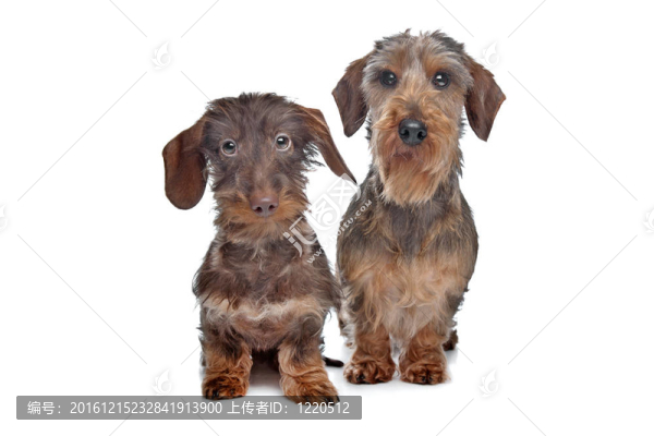 兩個微型短毛臘腸犬