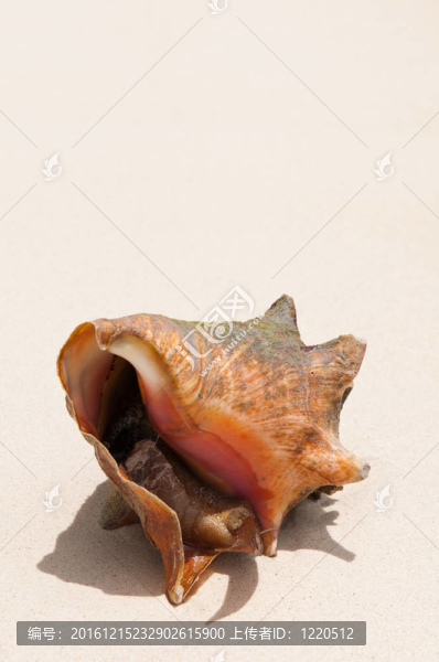 在沙灘上的貝殼