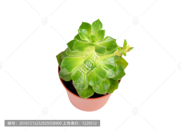 綠色肉質(zhì)植物長(zhǎng)生；孤立在白色背景