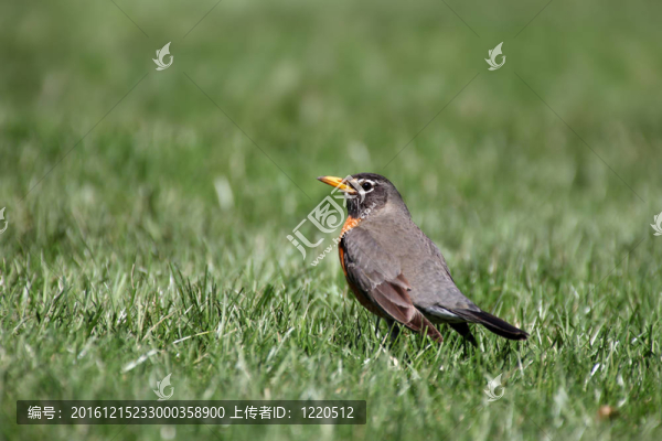 草中知更鳥