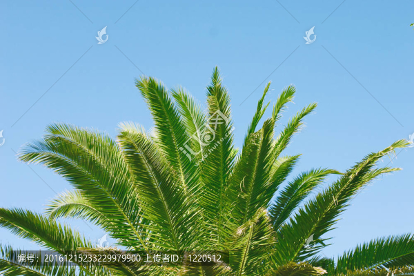藍(lán)色天空背景下棕櫚樹的樹干和葉子