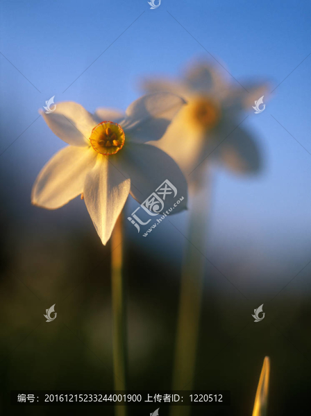 在溫暖的夕陽春天水仙花。