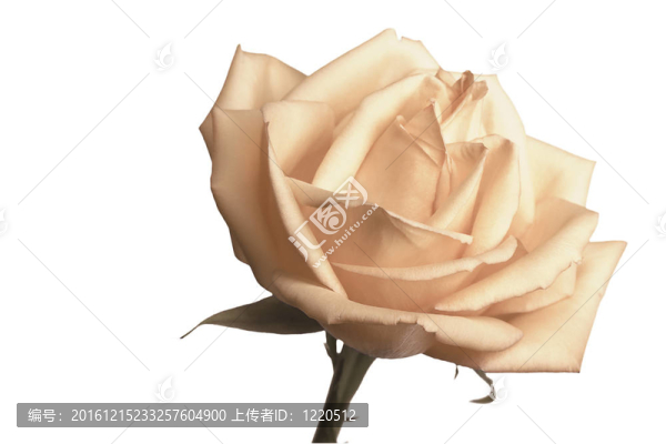 奶油色proveins和脆弱的玫瑰花瓣特寫(xiě)鏡頭的溫柔
