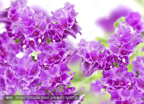 美麗的花束，丁香花溫柔而脆弱的花朵