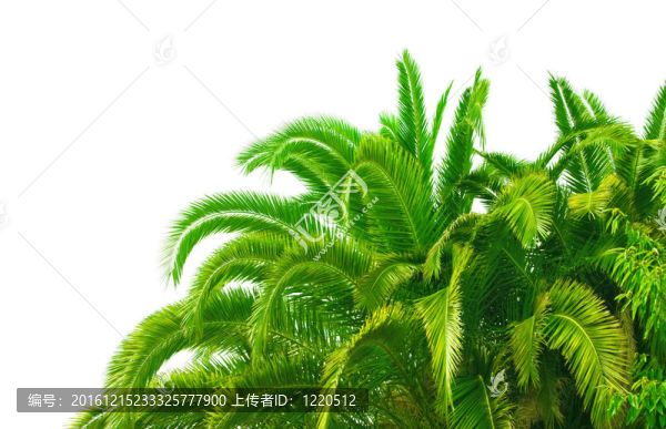 白色背景下棕櫚樹的樹干和葉子
