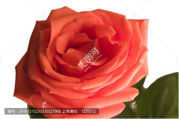 鮮紅的花，白色背景上有明亮的綠色葉子