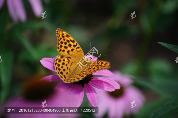 蝴蝶金鳳蝶