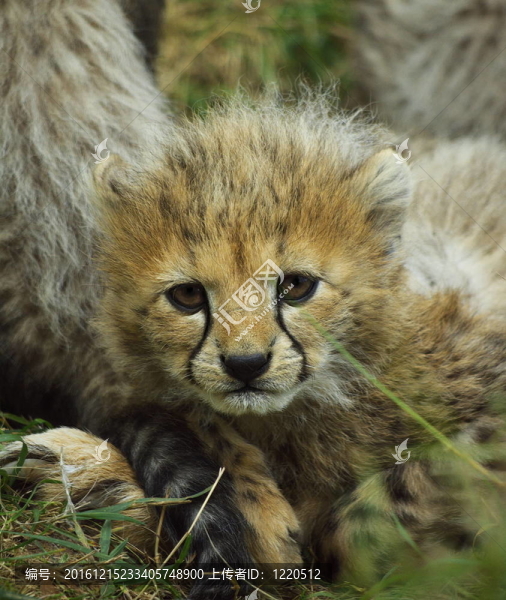 獵豹幼崽