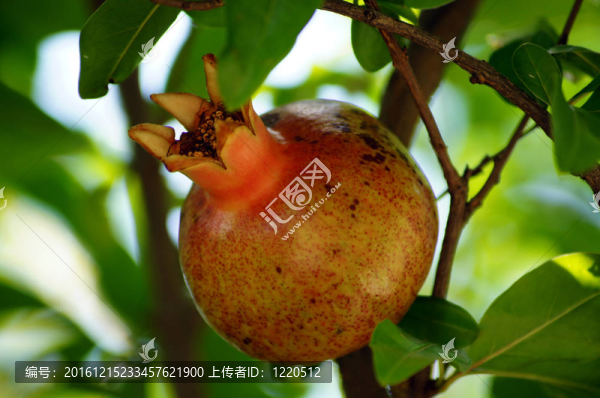 成熟多彩石榴果