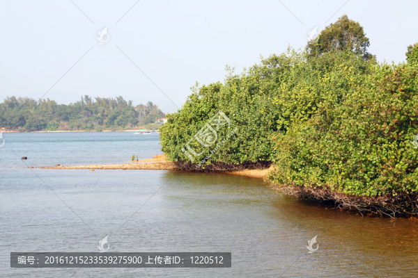 香港沿海濕地