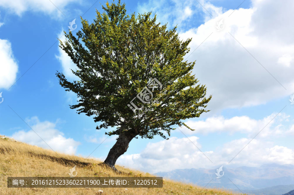 一棵樹和一塊草地