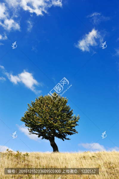 一棵樹和一塊草地