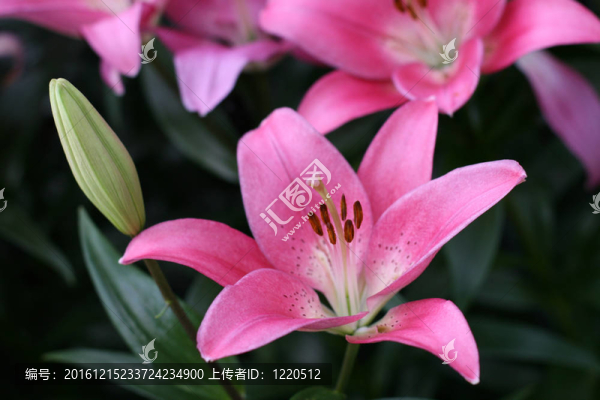 莉莉在花園里
