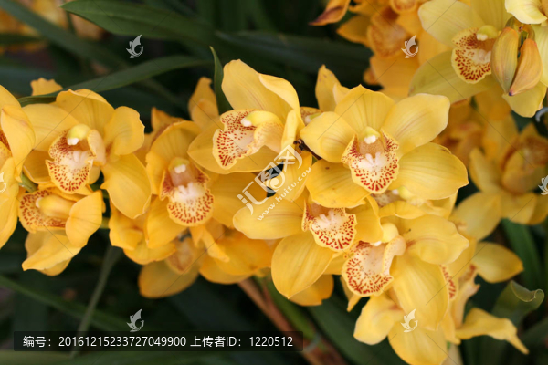 蘭花