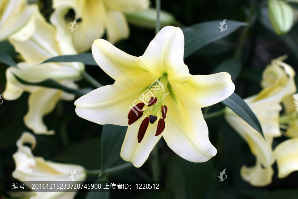 莉莉在花園里