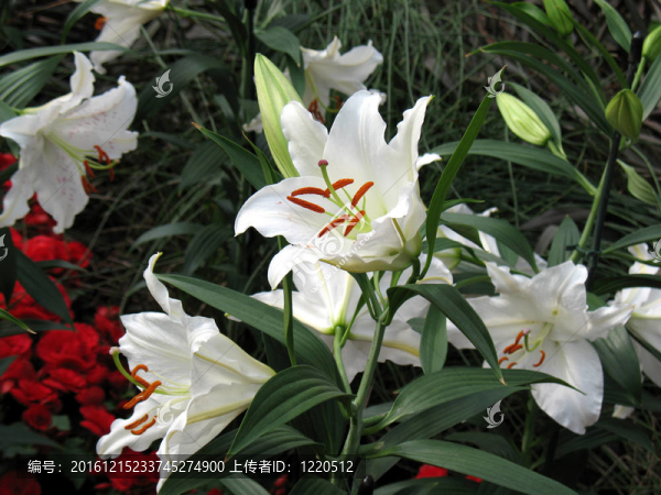 莉莉在花園里