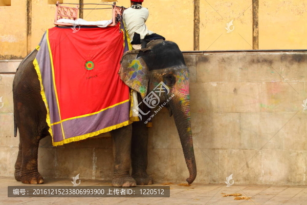 大象。印度；齋浦爾；美國(guó)；拉賈斯坦。
