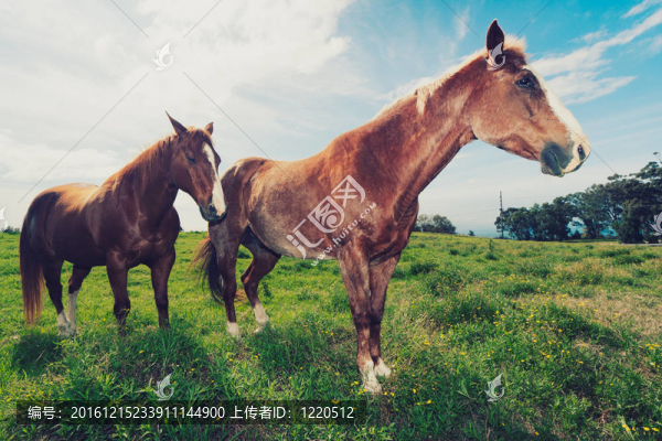 馬在Field
