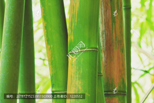 摘要禪宗竹