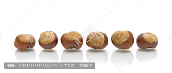 白色背景上的栗子
